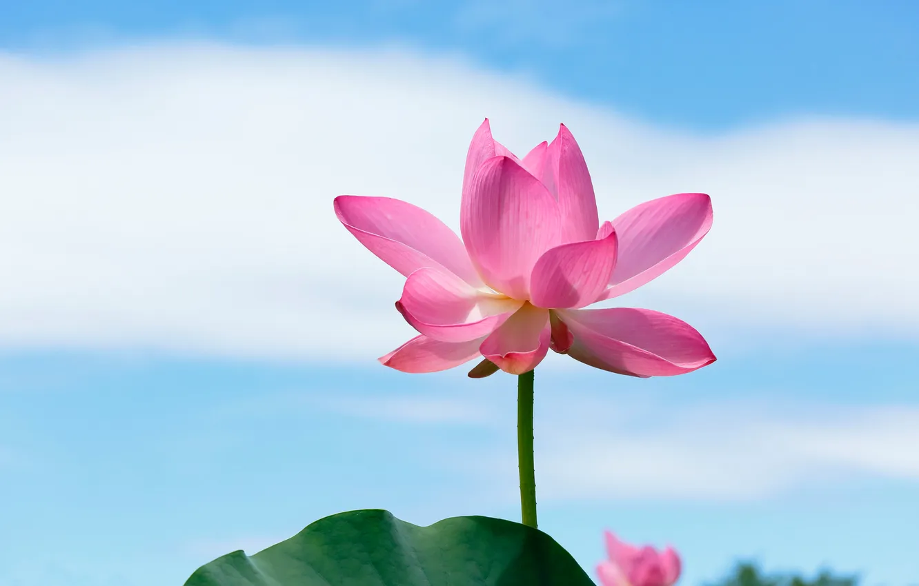 Photo wallpaper the sky, leaves, nature, petals, stem, Lotus