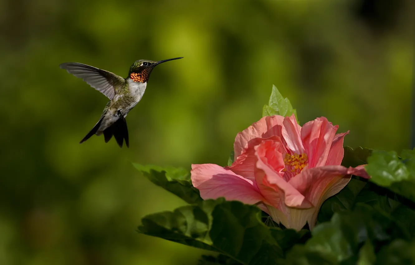 Photo wallpaper greens, flowers, nature, bird, focus, Hummingbird, pink