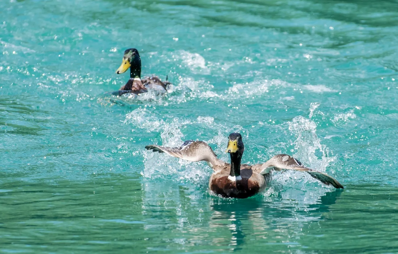 Photo wallpaper squirt, birds, movement, duck, wings, pair