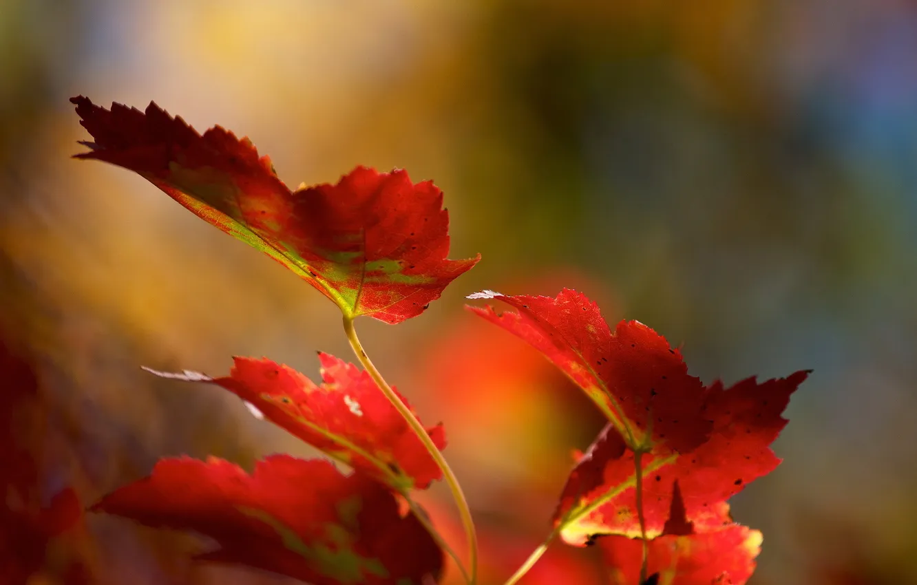 Photo wallpaper leaves, branches, red, autumn