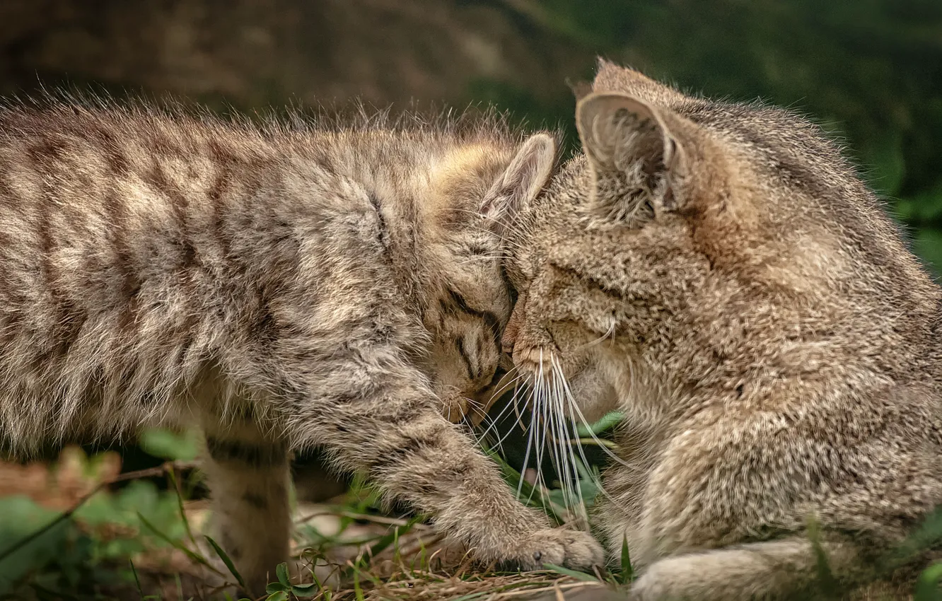 Photo wallpaper weasel, kitty, wild cat, motherhood