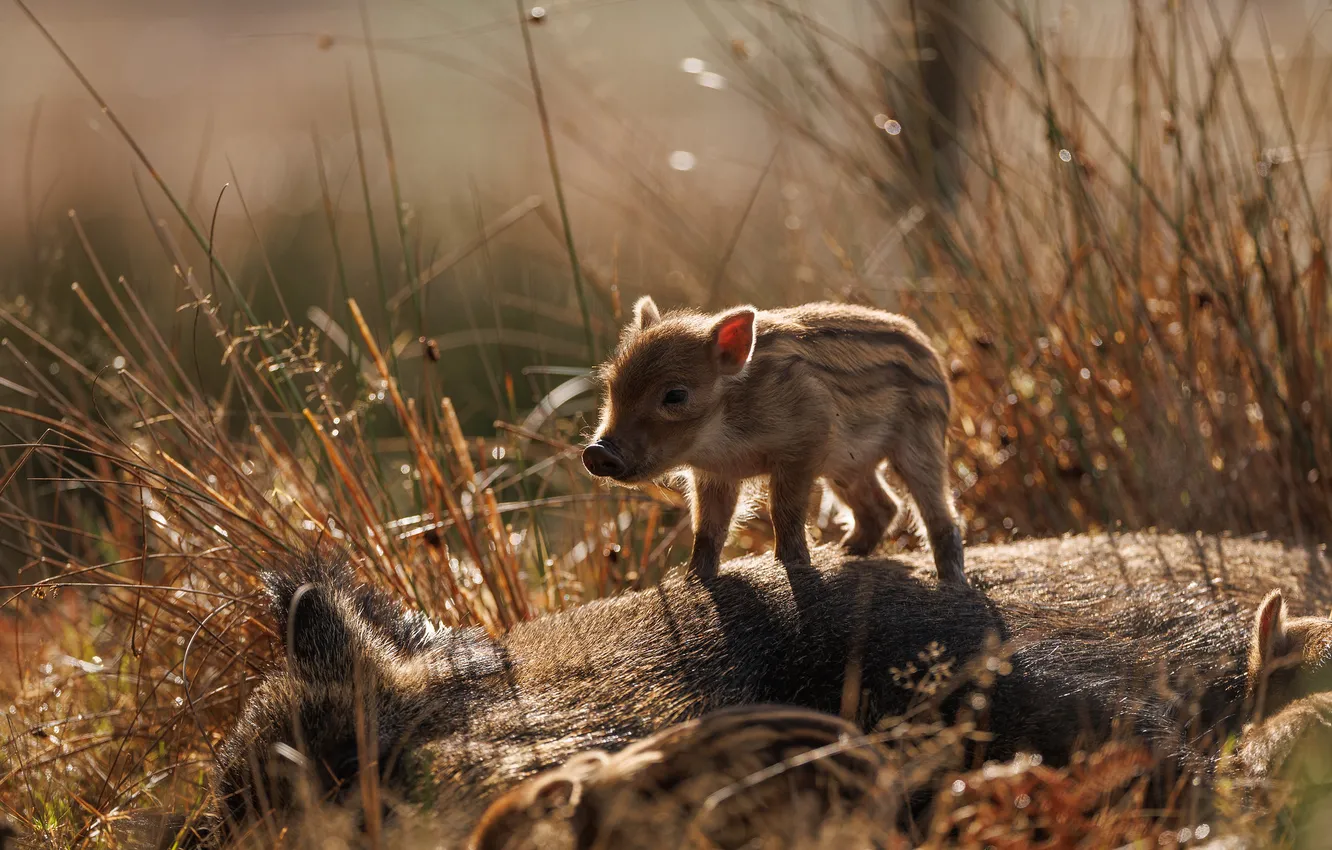 Photo wallpaper nature, pig, pig, wild pigs