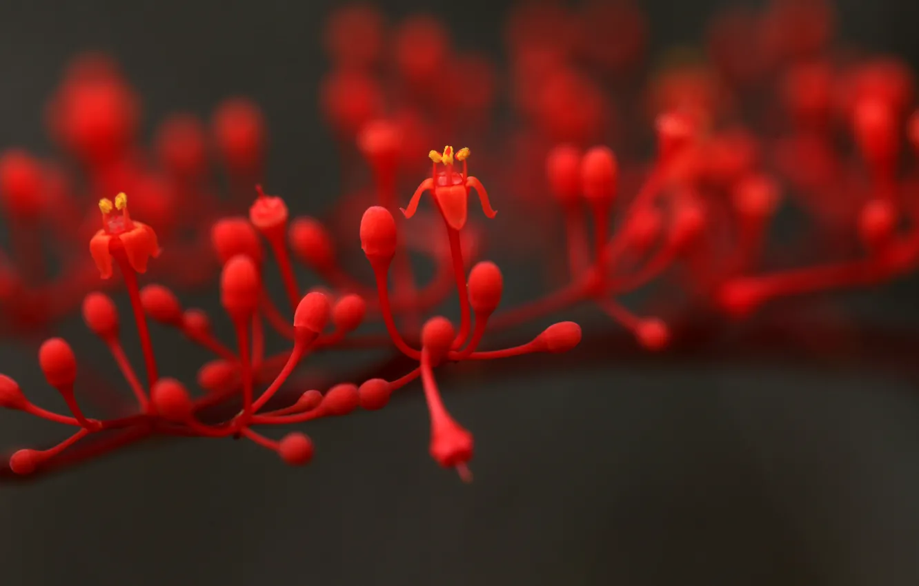 Photo wallpaper flower, branch, Red flower