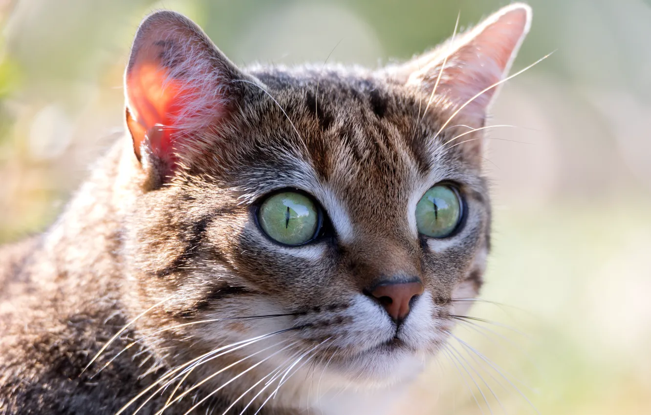 Photo wallpaper cat, eyes, look, macro