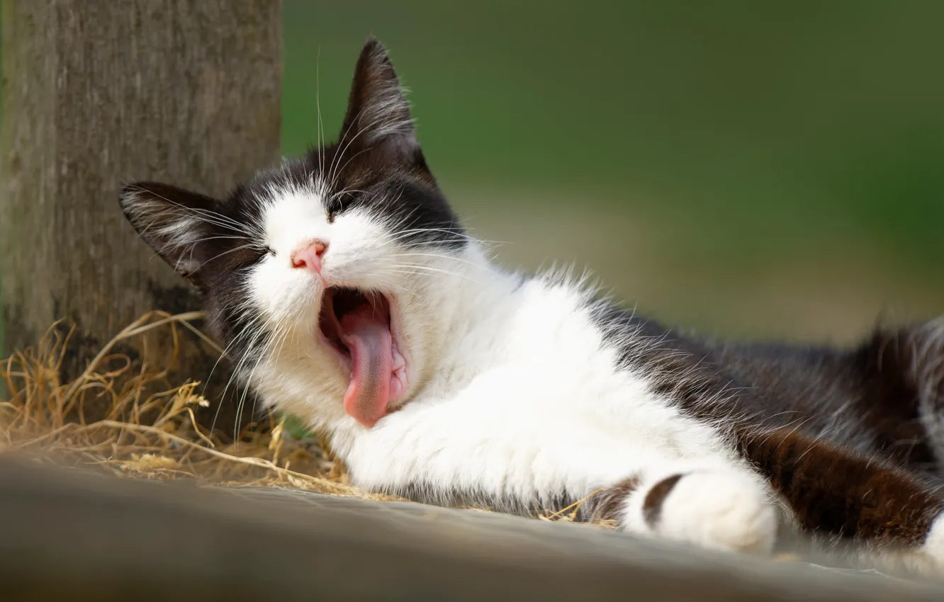 Photo wallpaper kitty, yawns, yawn