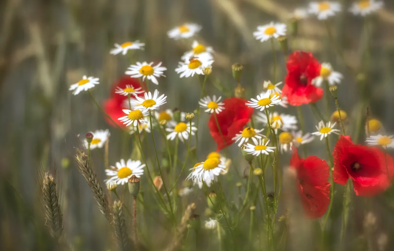 Photo wallpaper field, summer, Maki, chamomile, bokeh