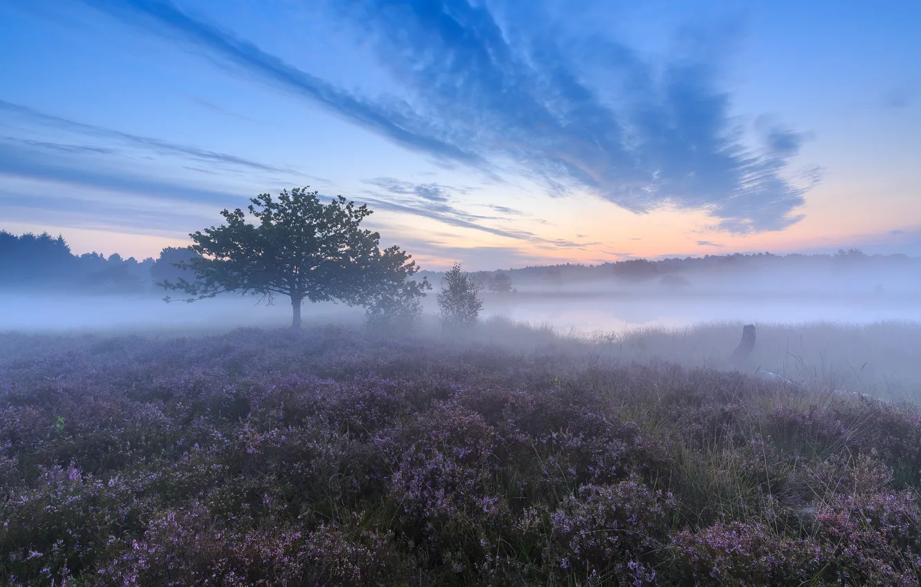 Photo wallpaper trees, fog, morning, Netherlands, Netherlands, Heather, Limburg, Limburg