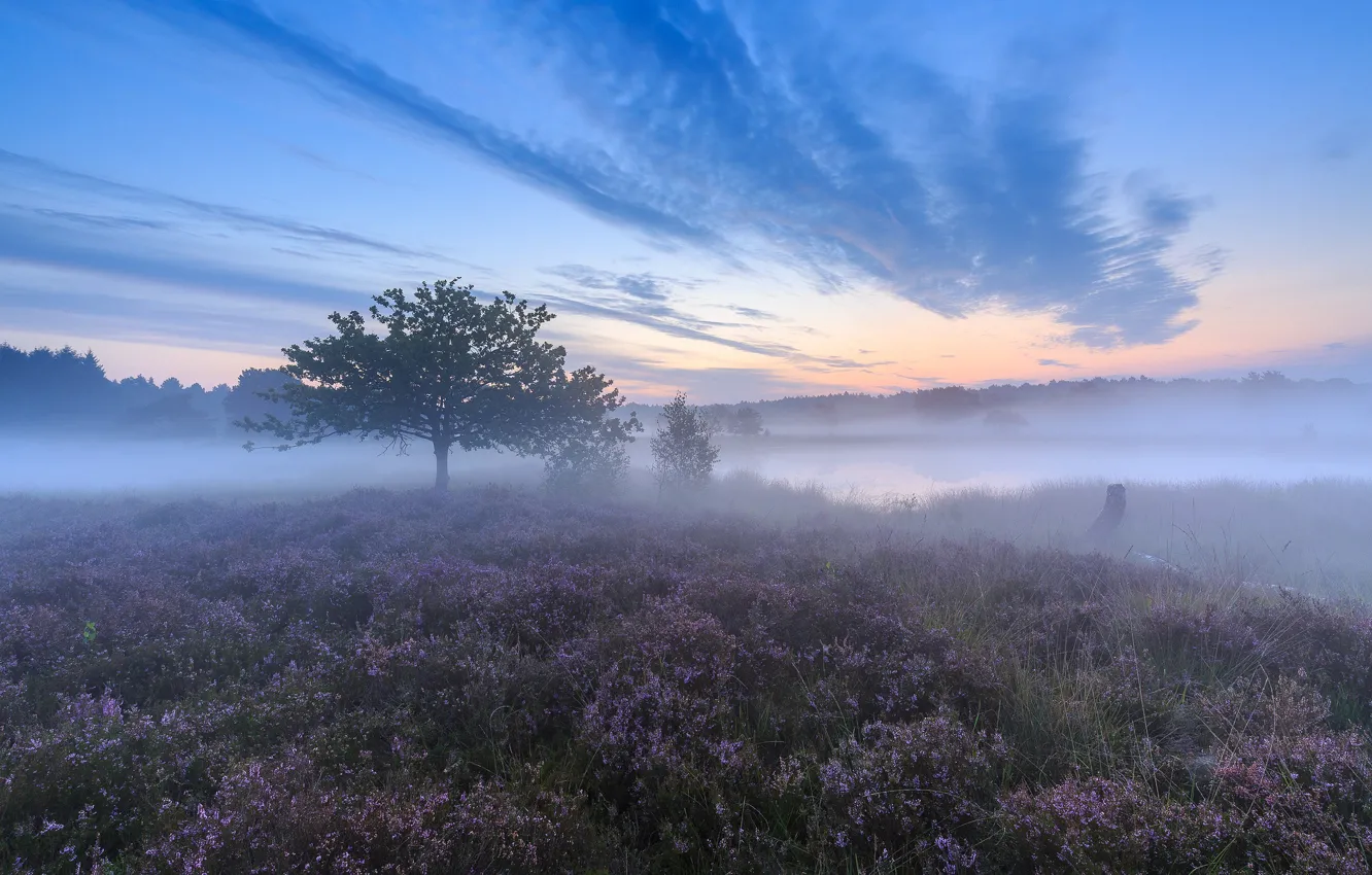 Photo wallpaper fog, tree, morning, Netherlands, Netherlands, Heather, Limburg, Limburg
