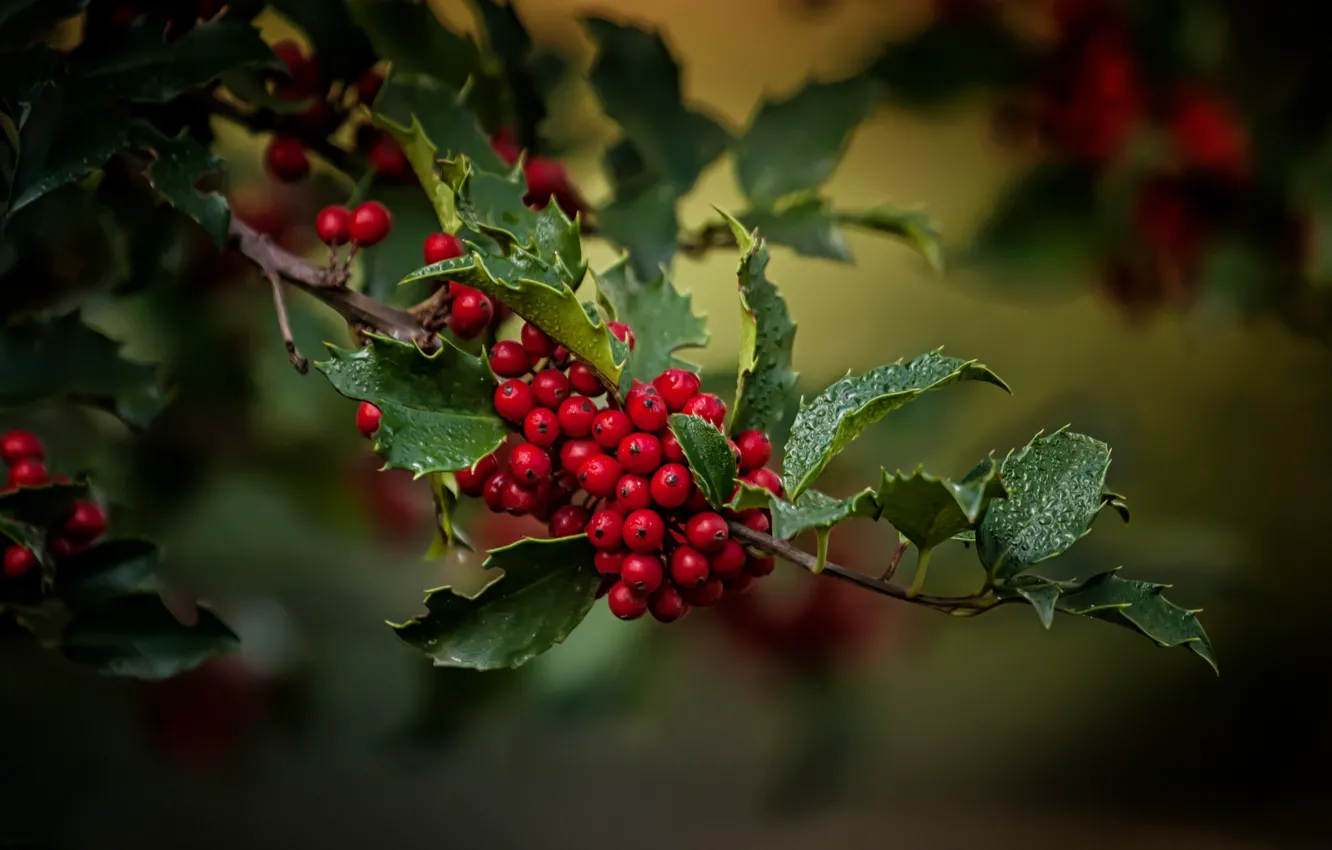 Photo wallpaper leaves, macro, berries, branch, Holly, Holly