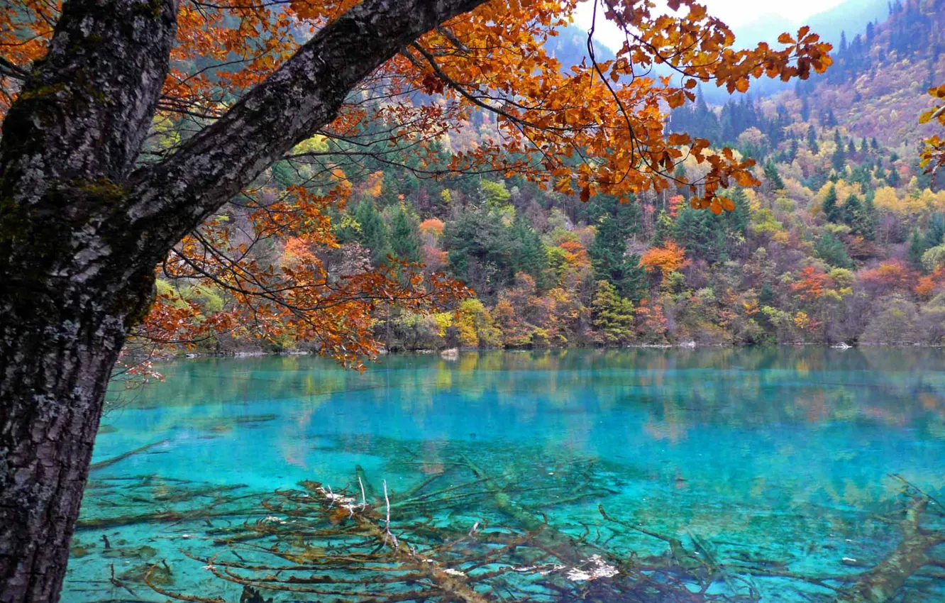 Photo wallpaper autumn, forest, trees, nature, lake