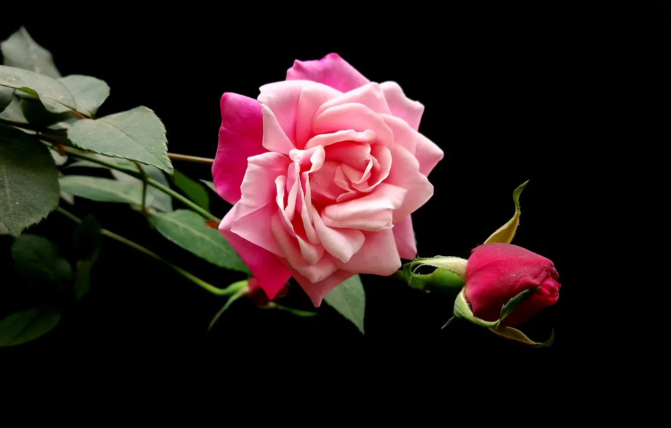 Photo wallpaper leaves, flowers, roses, stem, pink, black background, buds
