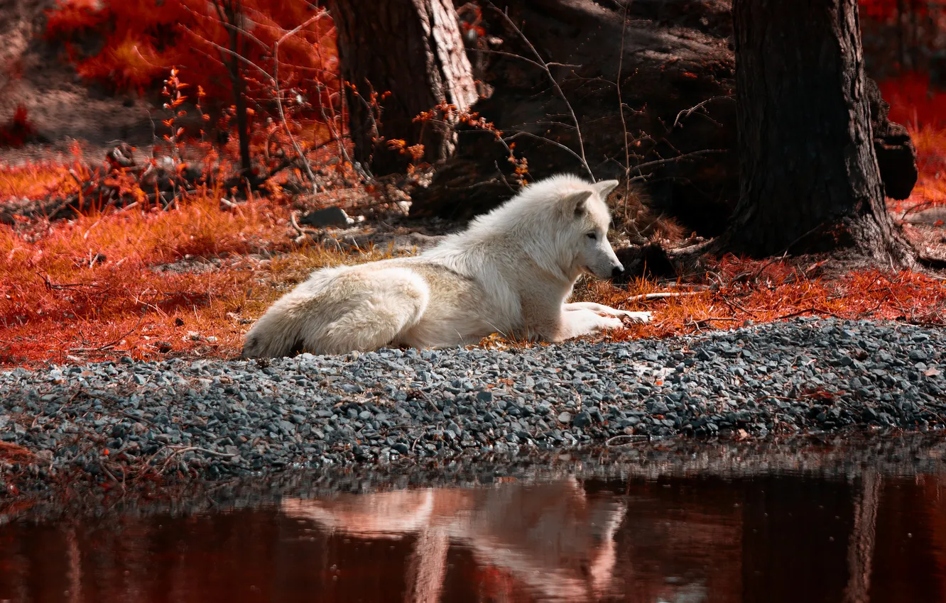 Photo wallpaper autumn, shore, wolf, pond