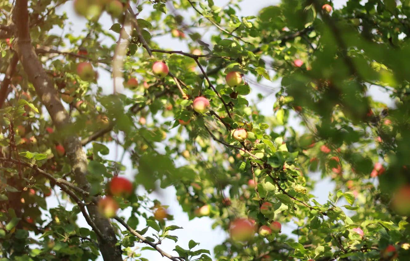 Photo wallpaper summer, tree, Apple, Apple