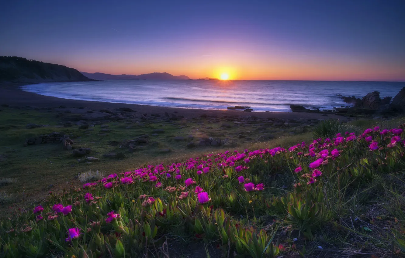 Photo wallpaper sea, sunset, flowers, shore