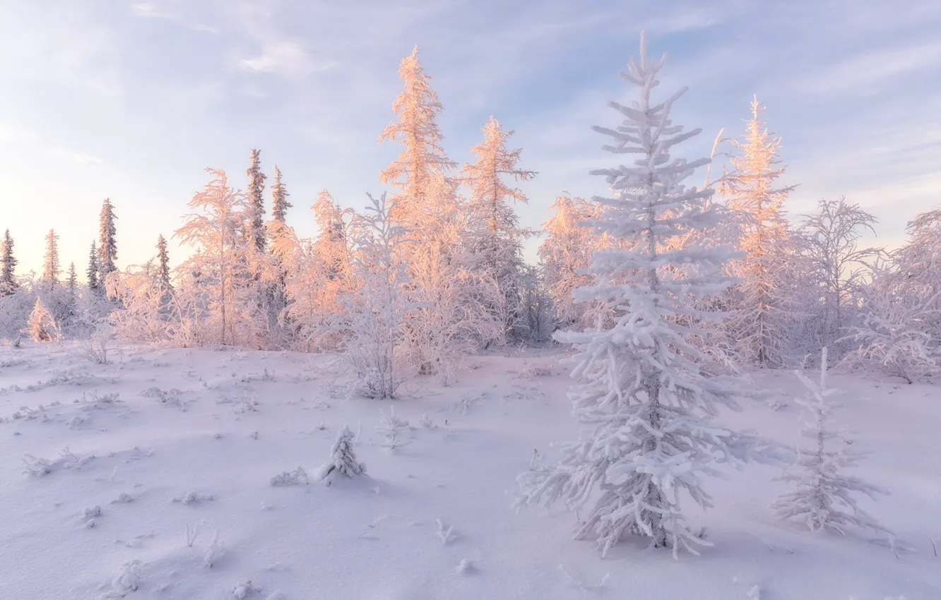 Photo wallpaper cold, winter, frost, forest, the sky, light, snow, landscape