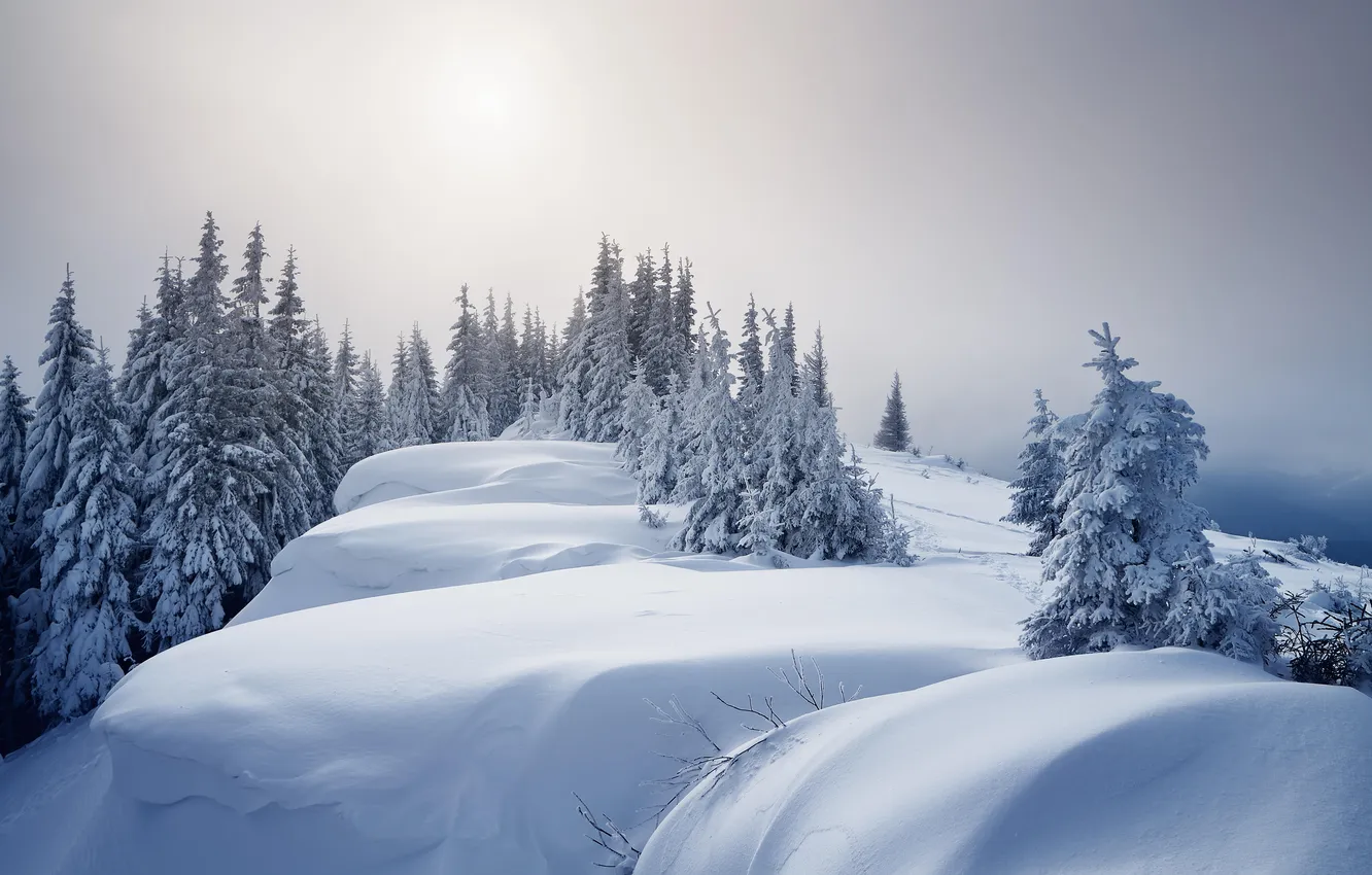 Photo wallpaper winter, forest, the sky, clouds, snow, trees, landscape, nature