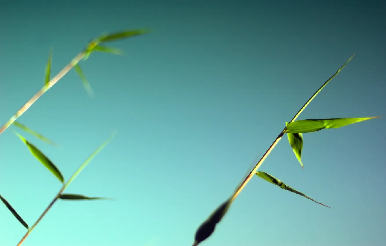 Photo wallpaper greens, the sky, leaves, macro, blue, spring, bamboo, the node