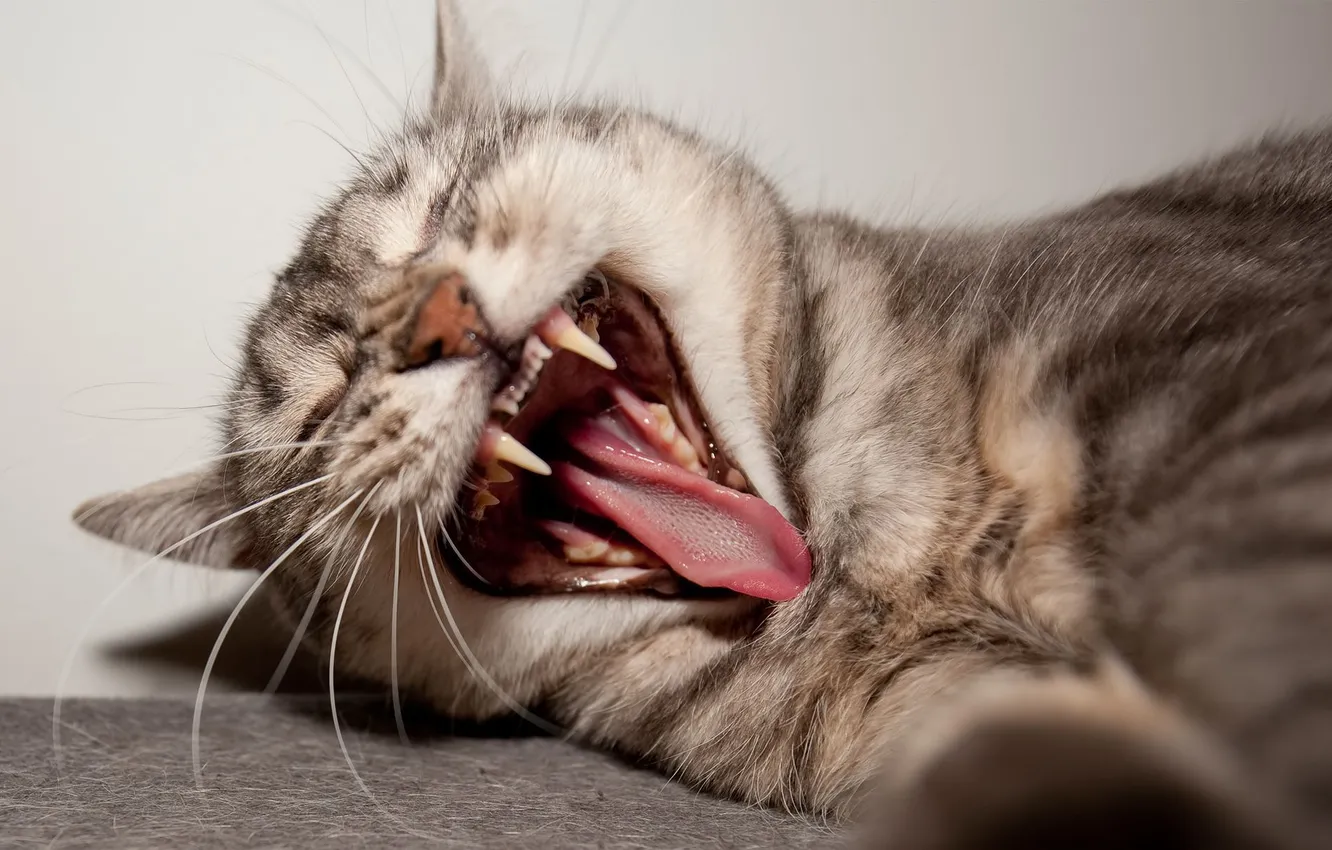 Photo wallpaper cat, lies, yawns