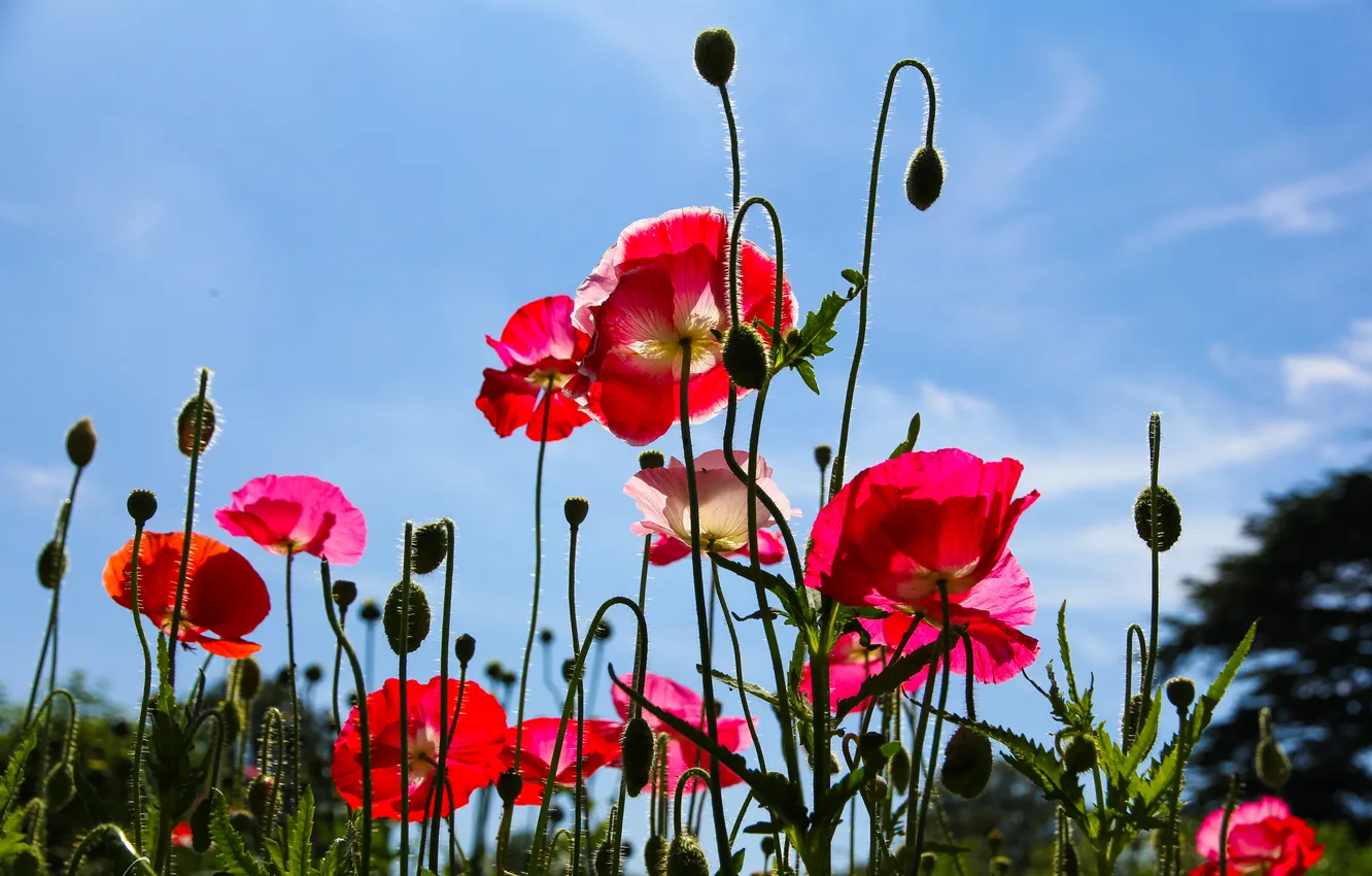 Photo wallpaper field, the sky, Maki, petals, meadow