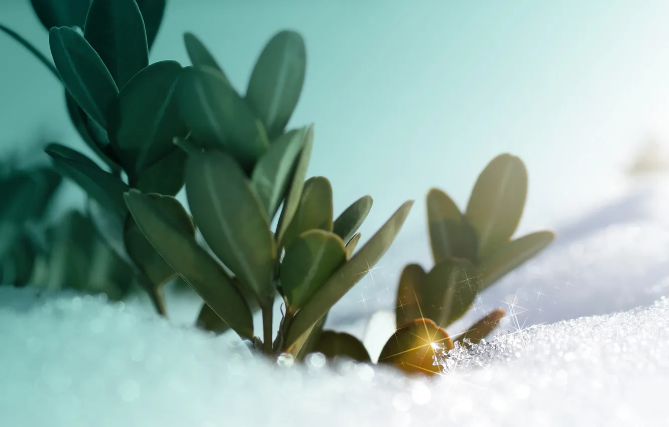 Photo wallpaper greens, leaves, macro, rays, light, snow, photo, plant
