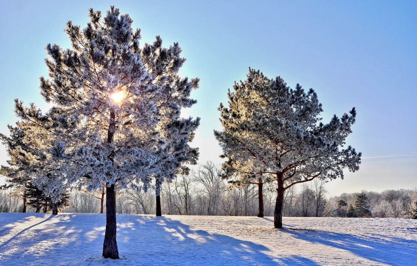 Photo wallpaper winter, the sky, rays, snow, trees