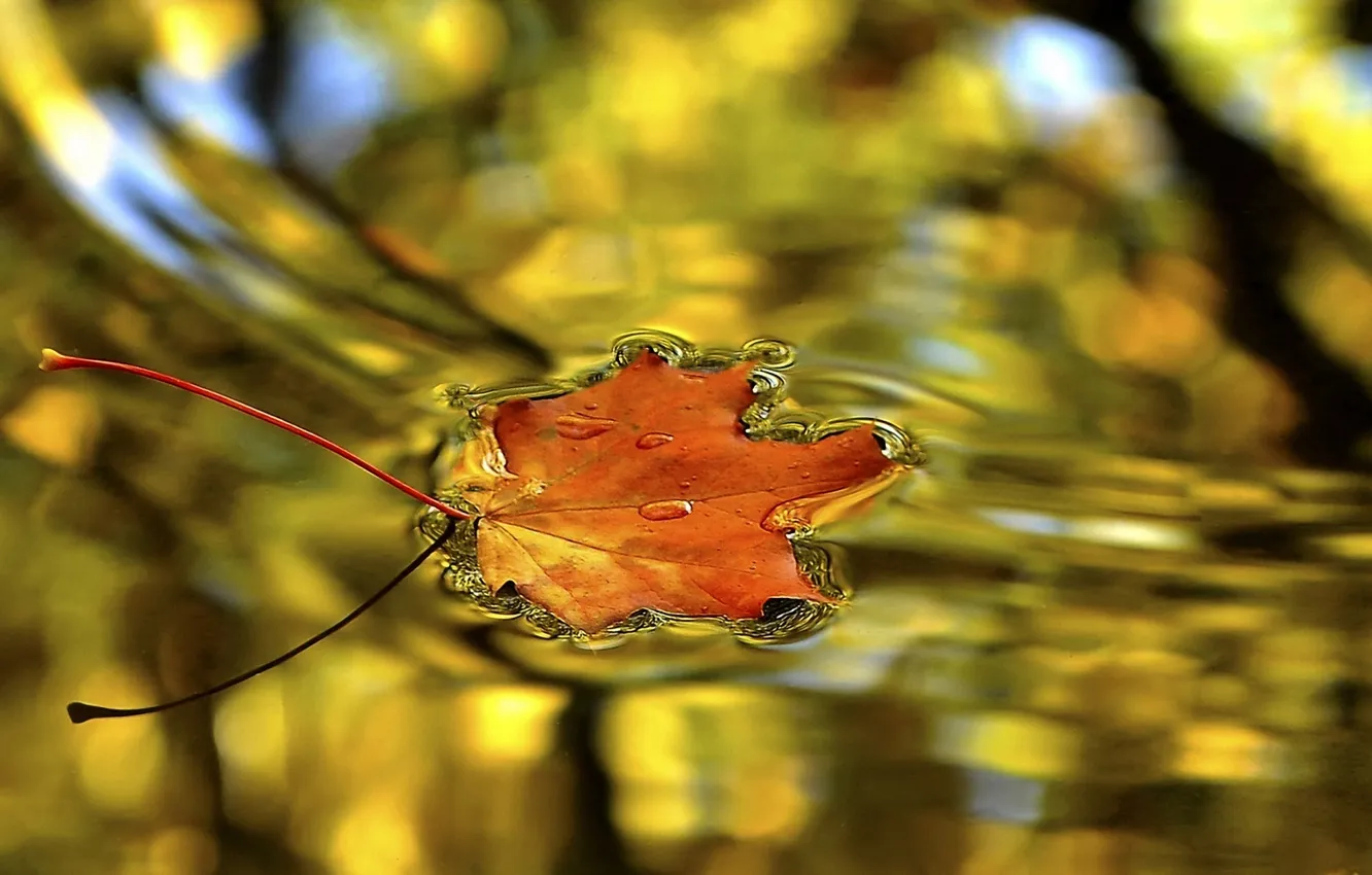 Photo wallpaper autumn, leaves, water, droplets, surface, maple