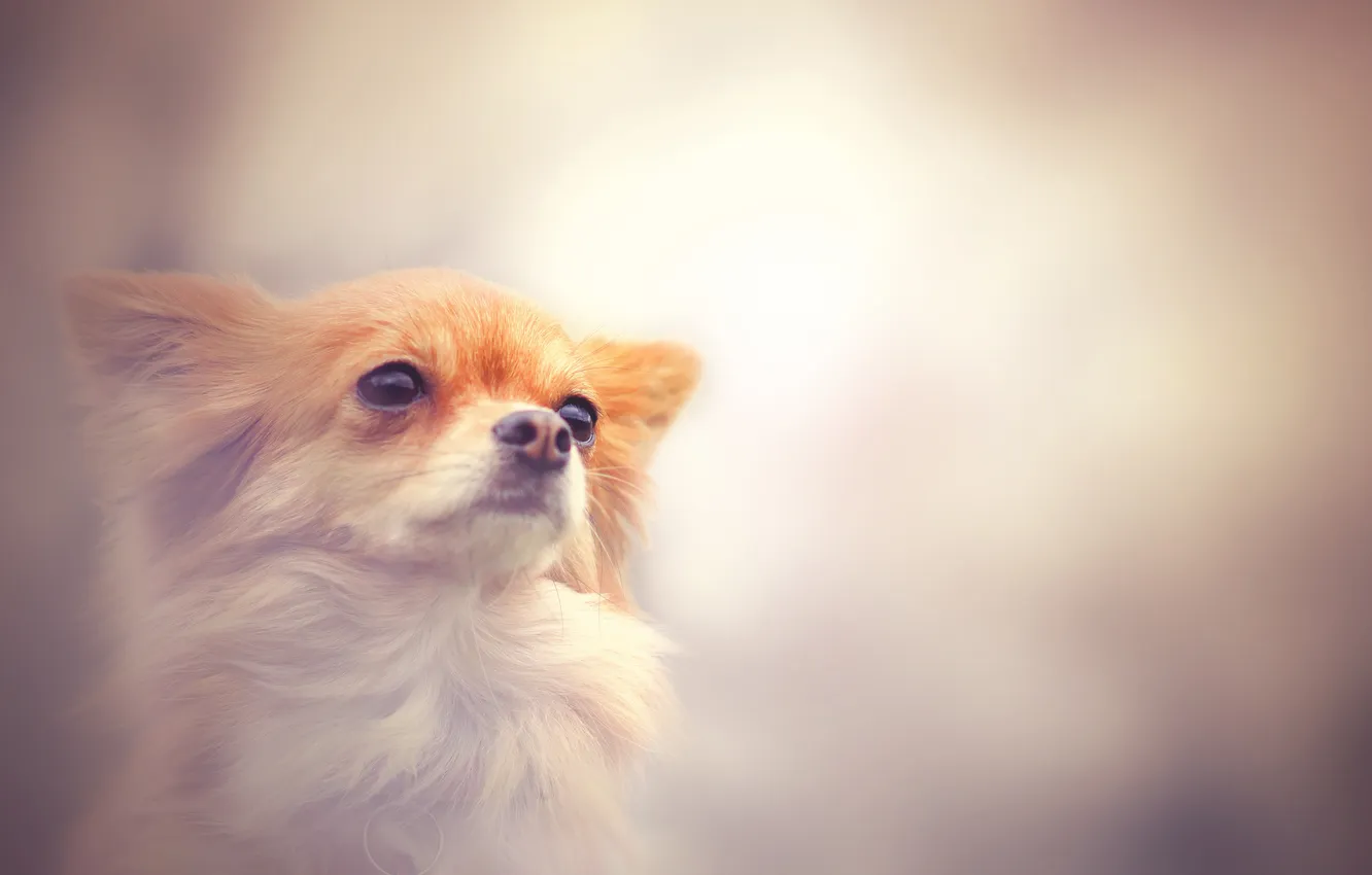 Photo wallpaper look, each, dog