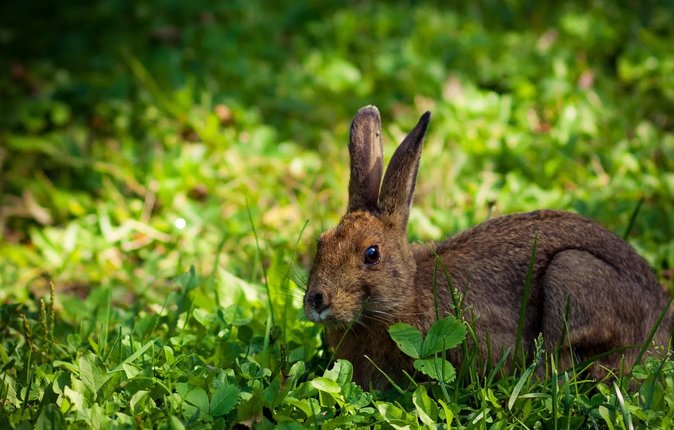 Photo wallpaper field, summer, nature, hare