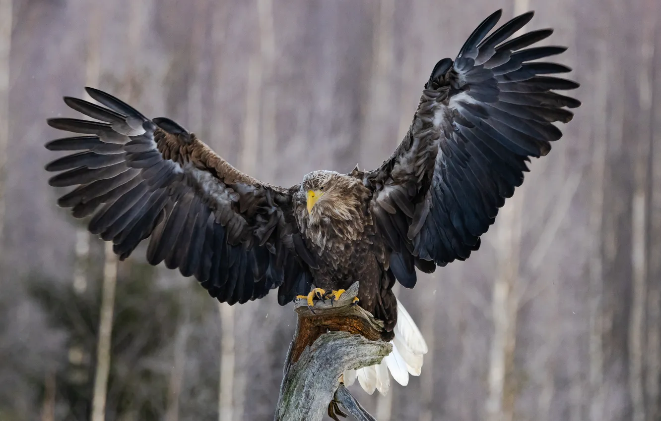 Photo wallpaper Eagle, Predator, wings, feather, claws, Sight