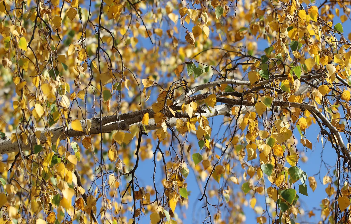Photo wallpaper autumn, leaves, tree, birch