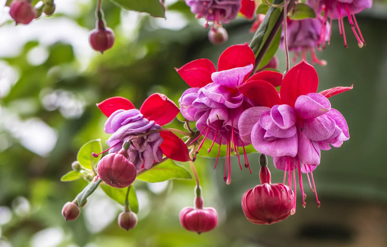 Photo wallpaper macro, flowers, branches, buds, fuchsia