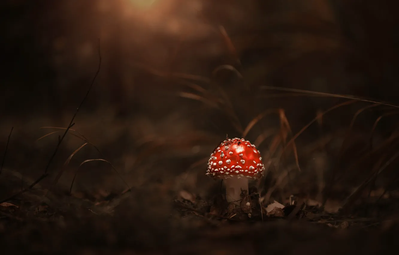 Photo wallpaper autumn, forest, grass, red, the dark background, foliage, mushrooms, mushroom