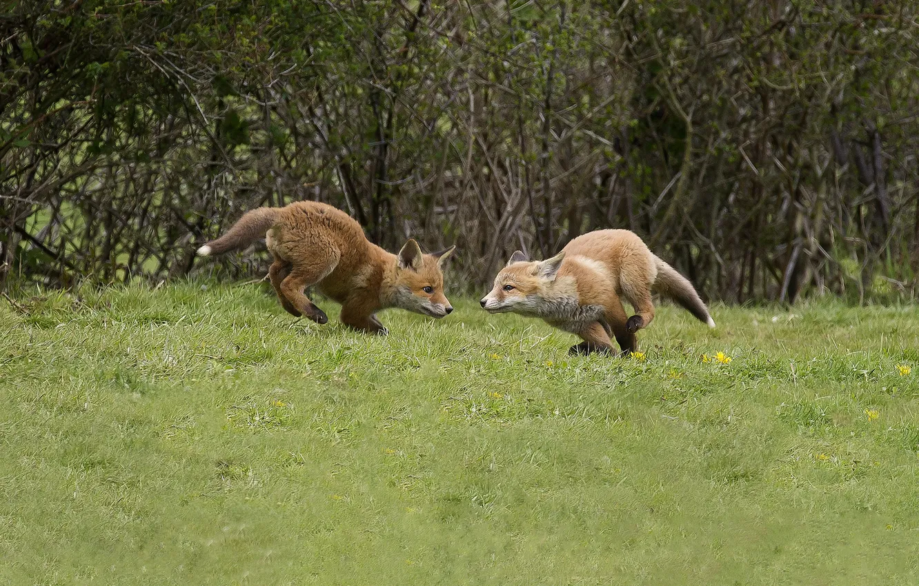 Photo wallpaper glade, the game, red, the bushes, cubs