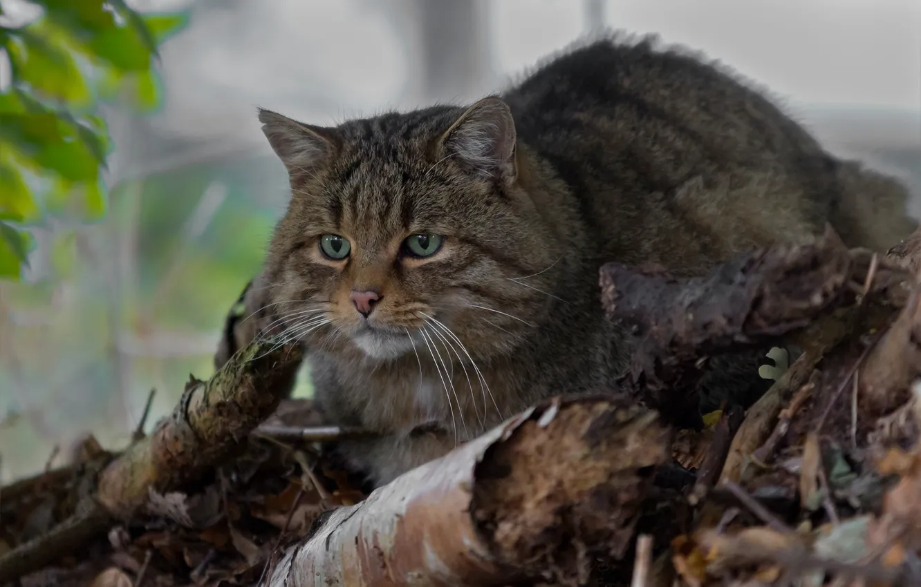 Photo wallpaper wild cat, wildcat, forest cat