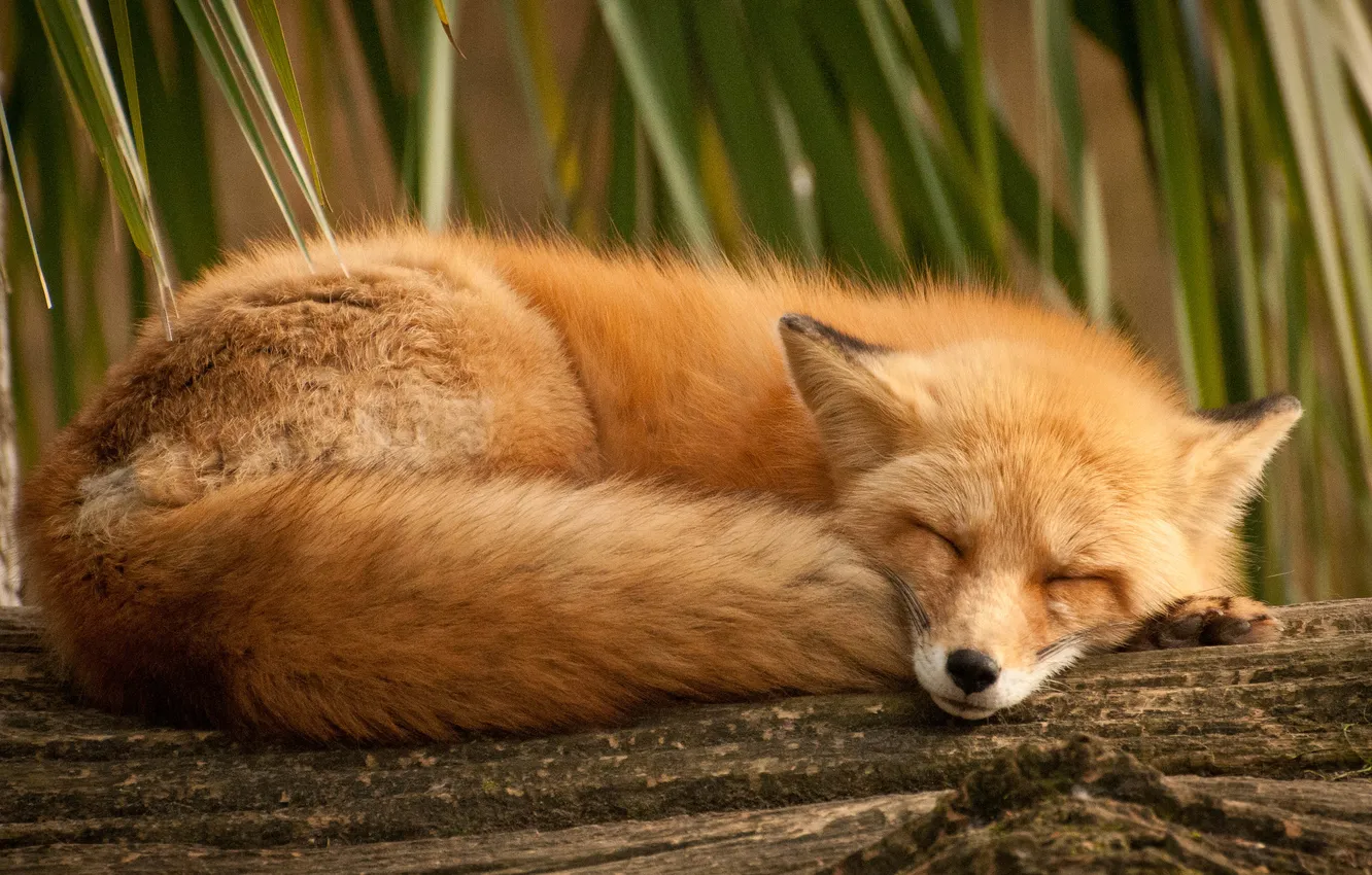 Photo wallpaper grass, sleep, Fox, sleeping, lies, red, log, curled up