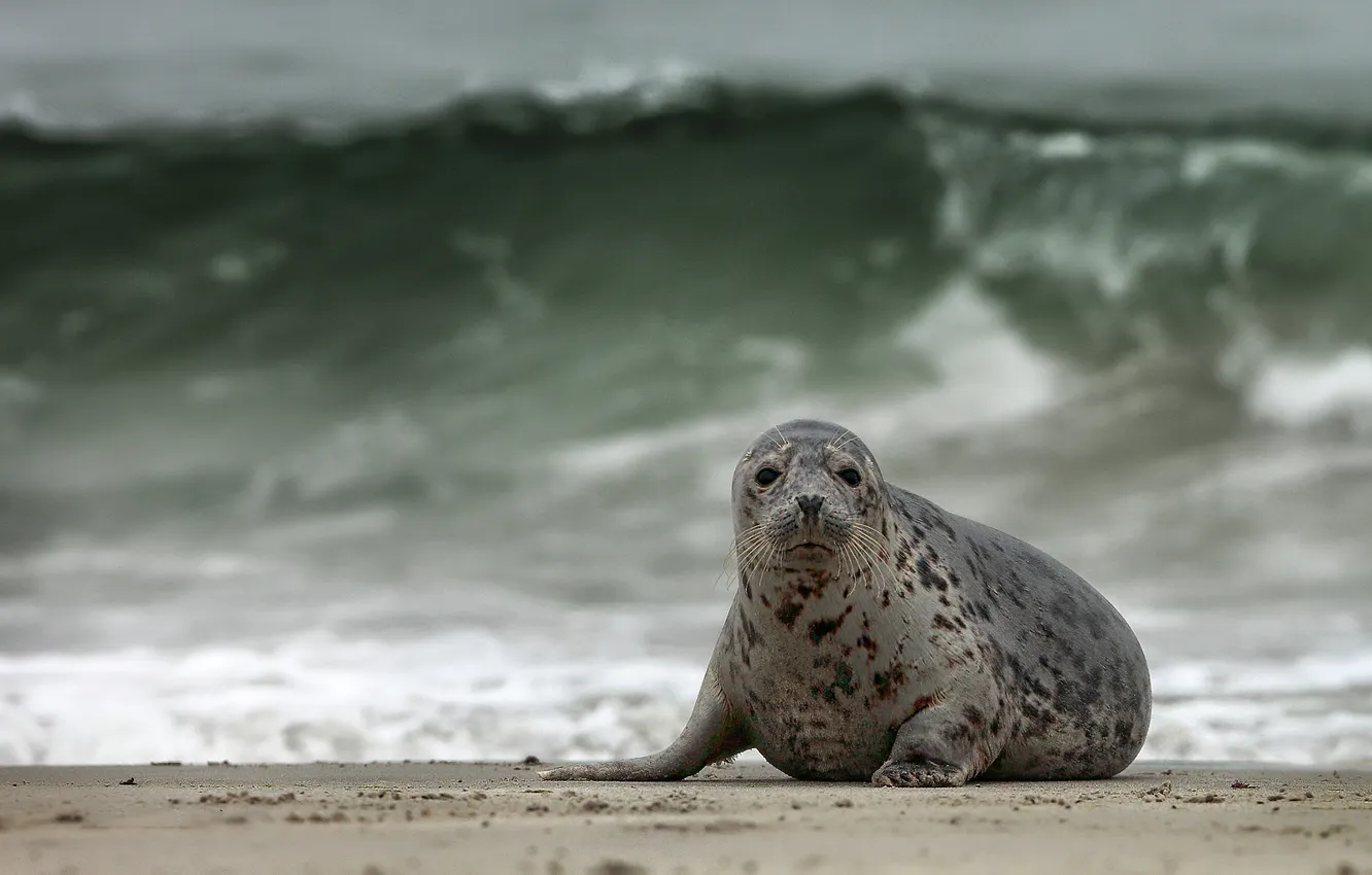Photo wallpaper sea, wave, shore, seal