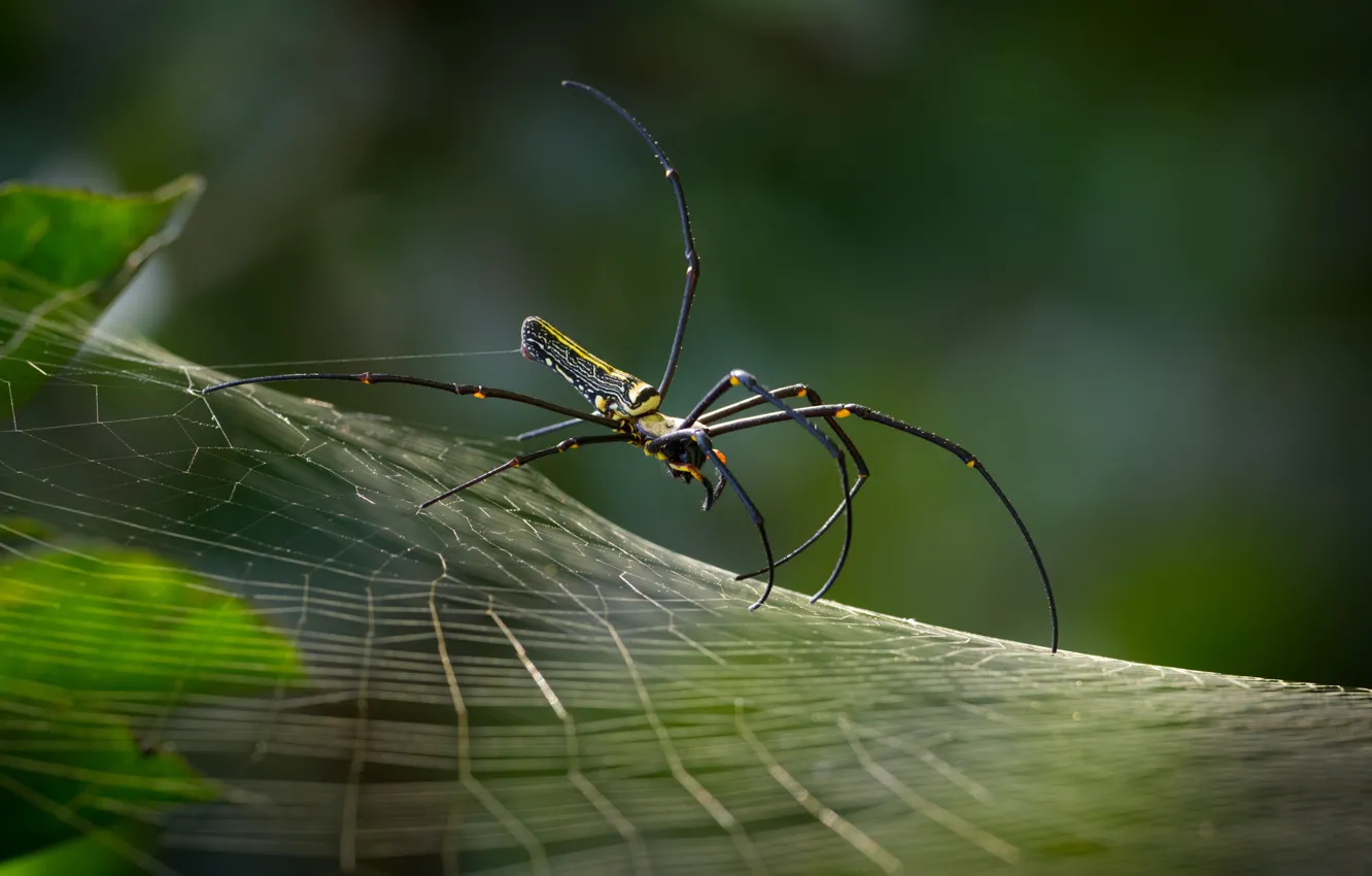 Photo wallpaper web, spider, rogopag-Neil