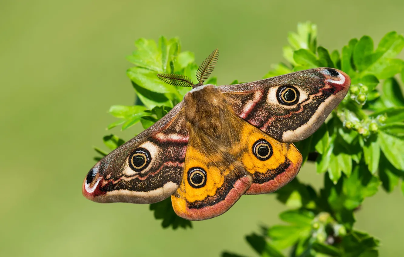 Photo wallpaper macro, butterfly, wings, Small Emperor moth