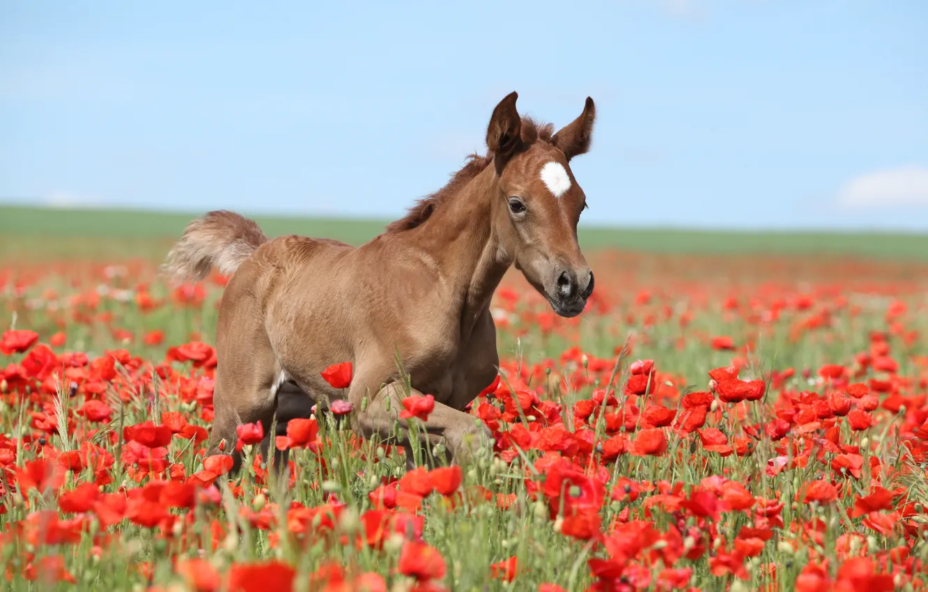 Photo wallpaper field, summer, the sky, flowers, red, nature, horse, blue