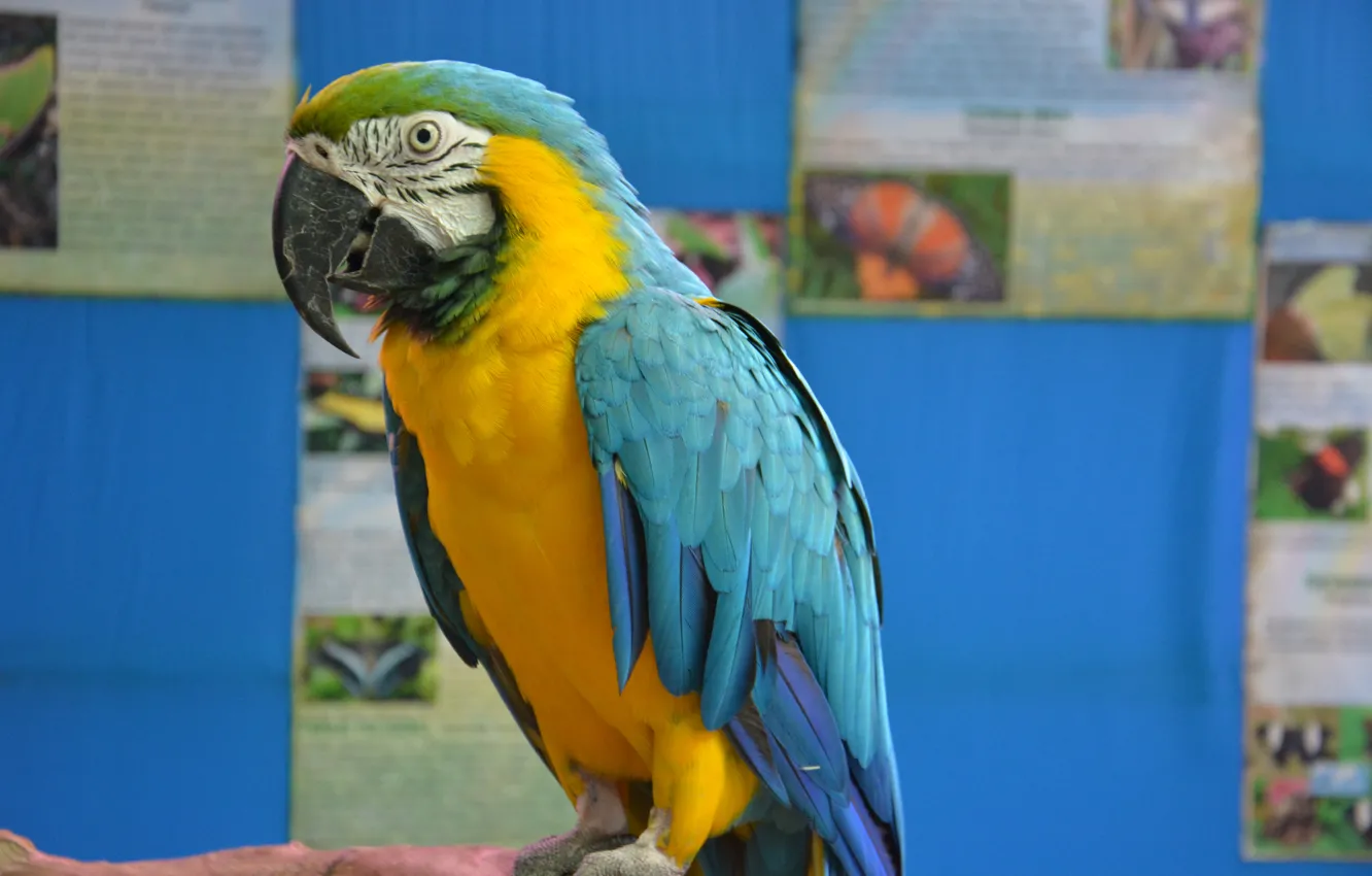 Photo wallpaper bird, feathers, beak, parrot, Ara, talking