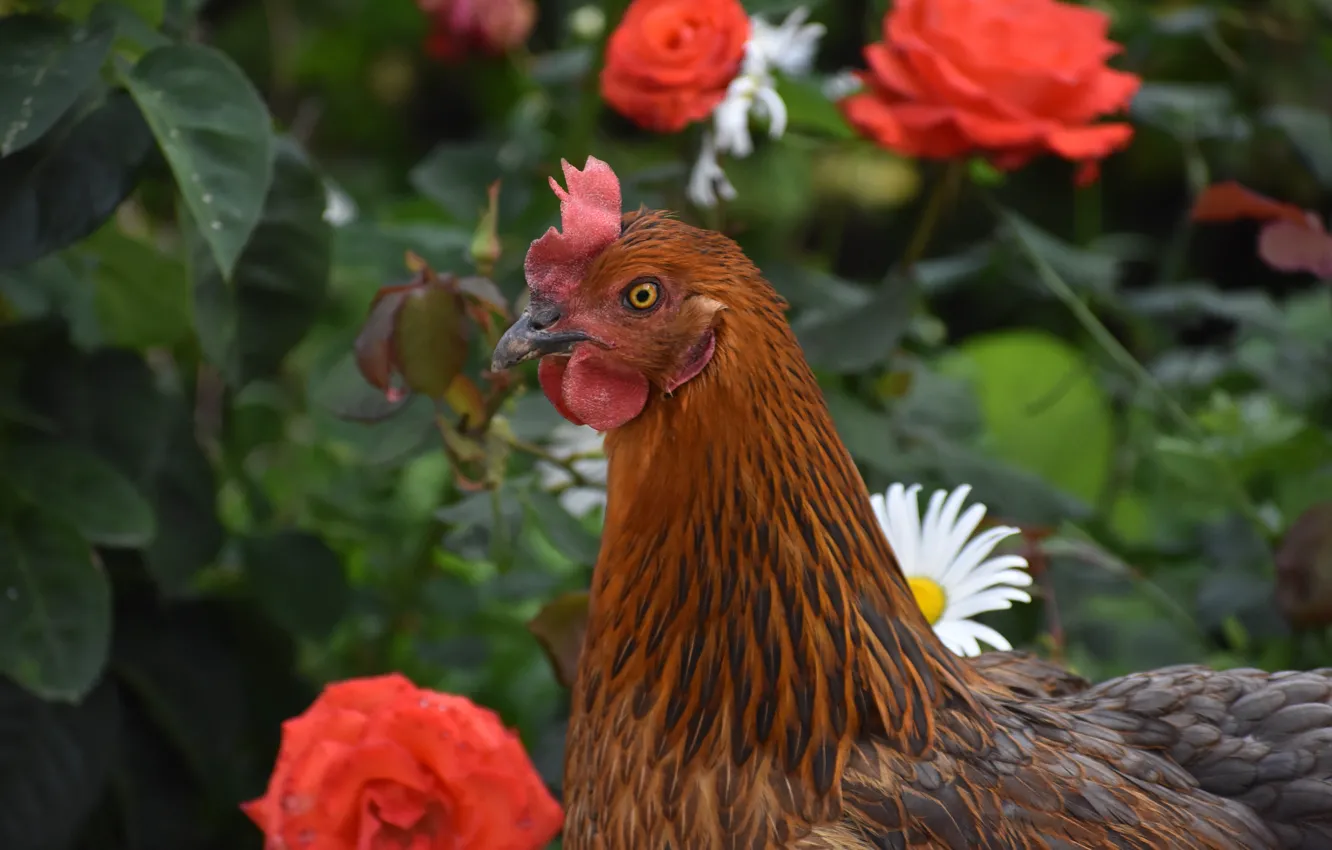 Photo wallpaper flowers, bird, roses, chicken, garden, chickens