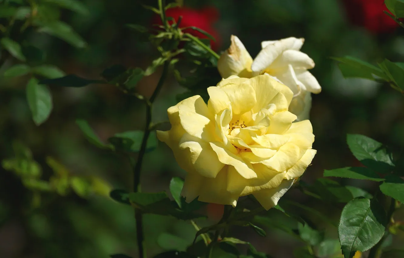 Photo wallpaper flower, the dark background, rose, Bud, yellow