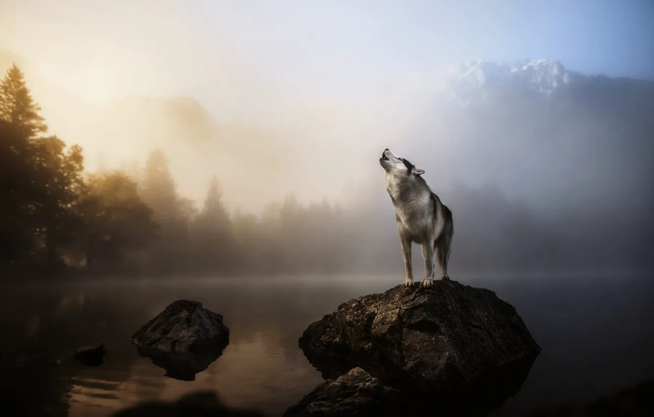 Photo wallpaper mountains, nature, pose, fog, stones, dog, howl, pond