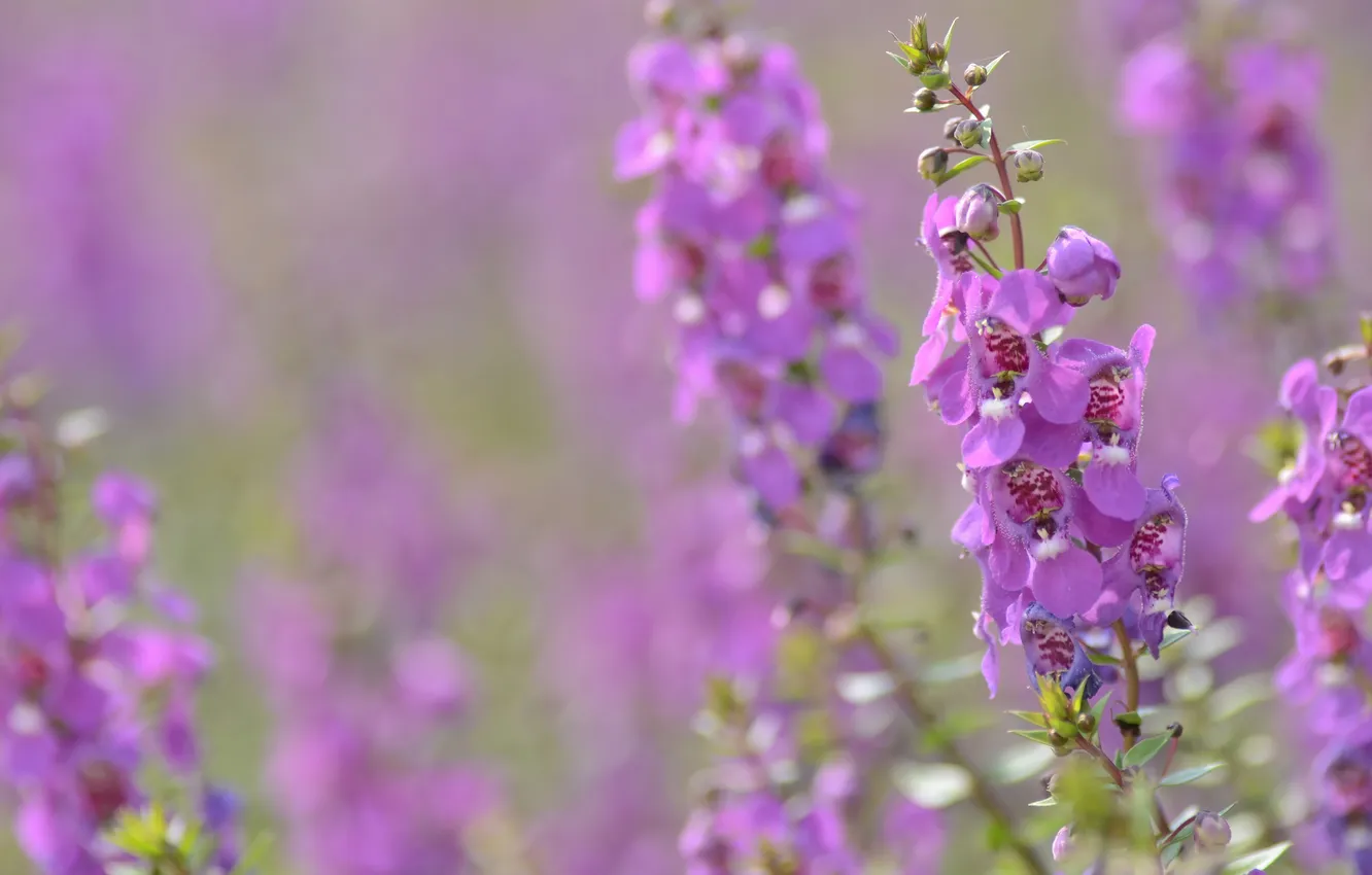 Photo wallpaper summer, flowers, stems, glade, pink, blur, inflorescence, lilac