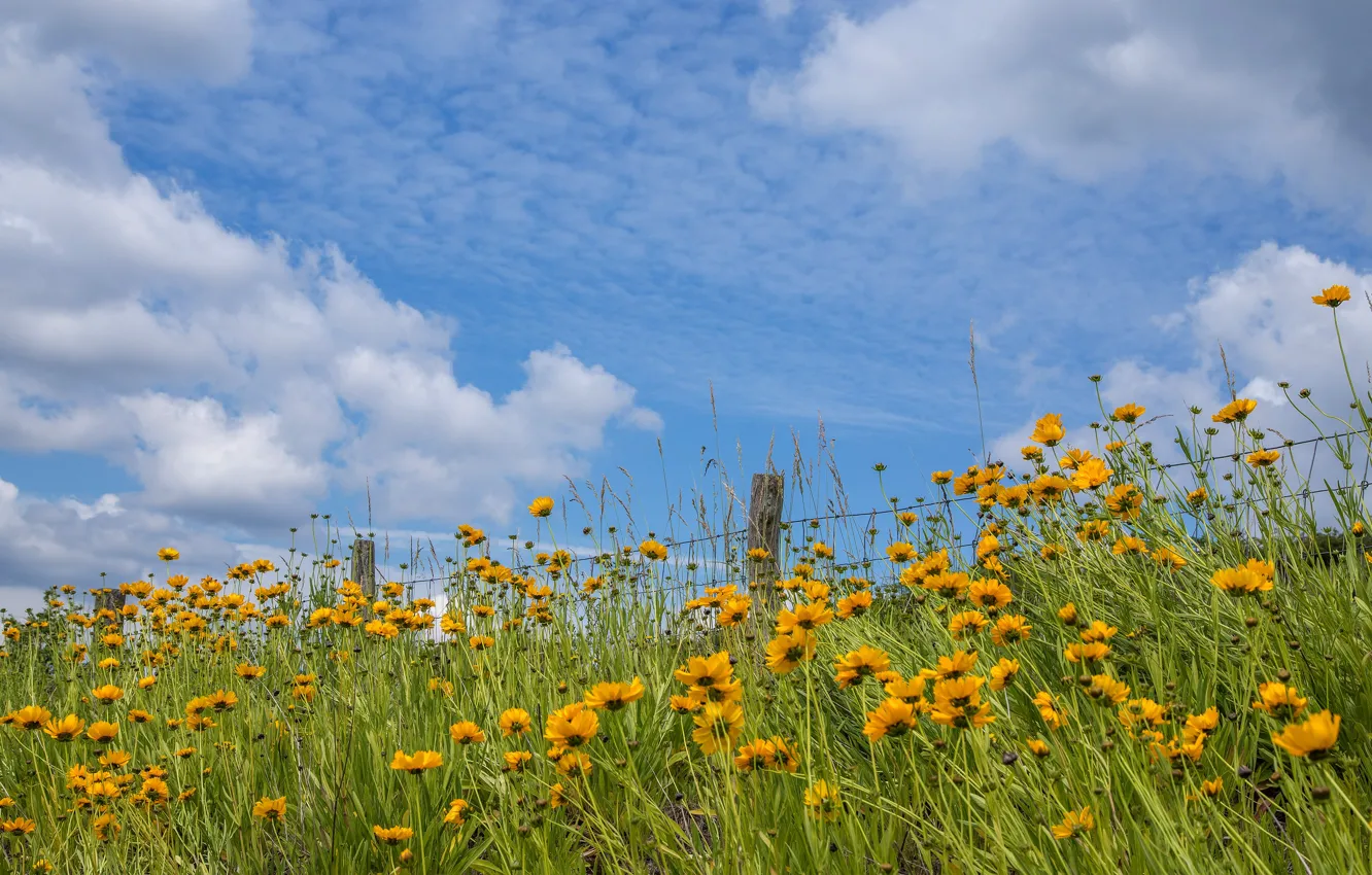 Photo wallpaper yellow, blue, posts, flowers, the sky, blue, the fence, field