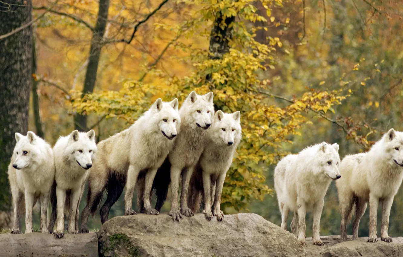 Photo wallpaper forest, animals, wolves