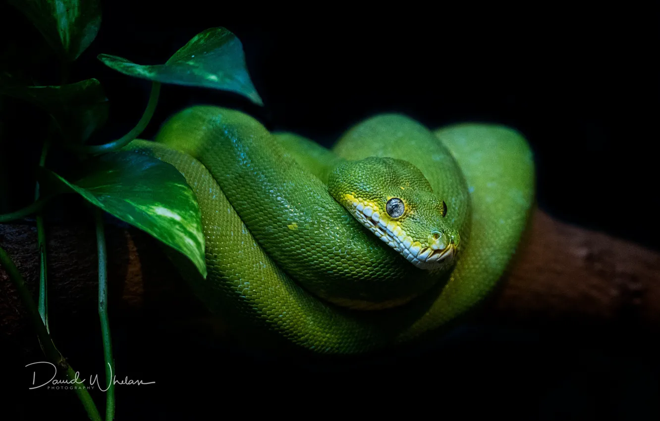 Photo wallpaper look, green, snake