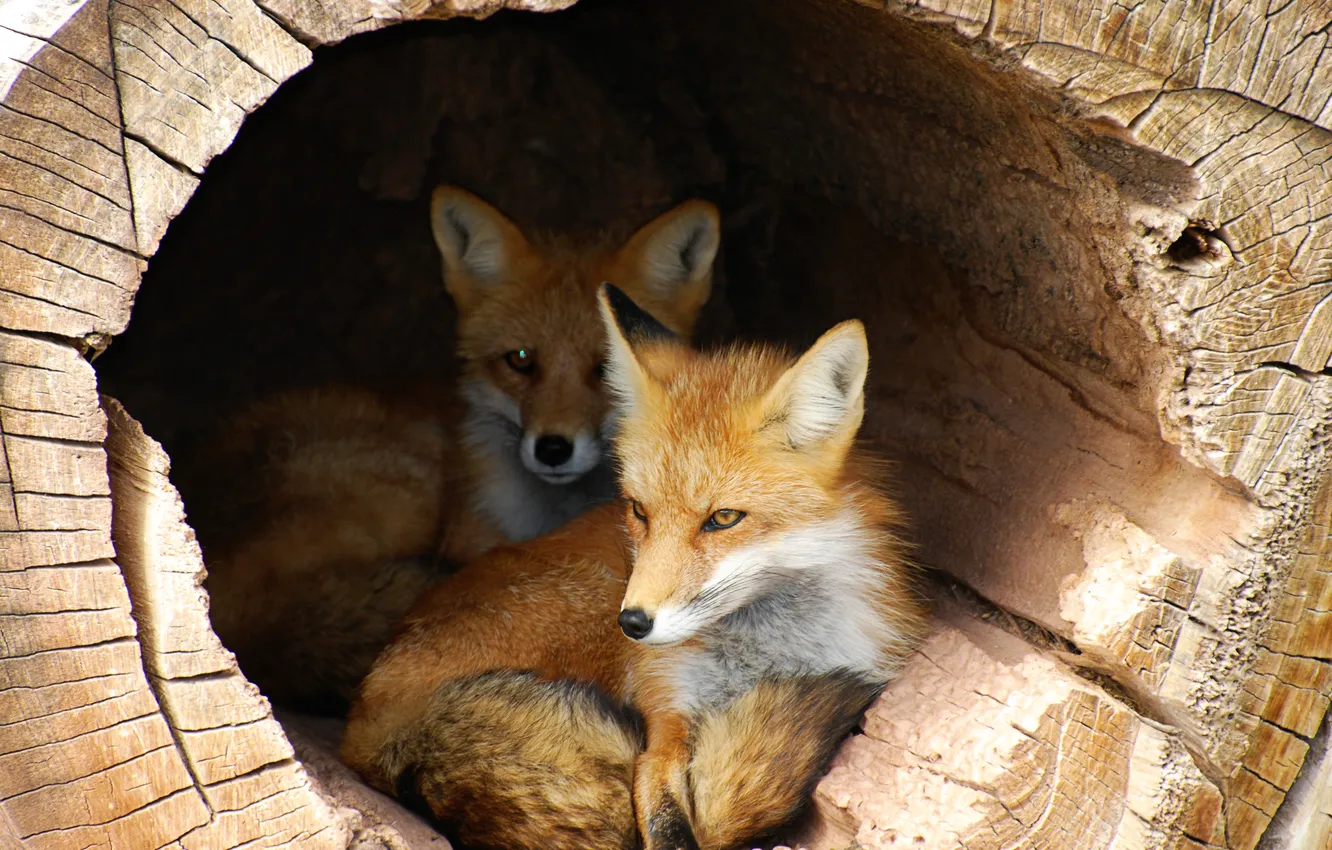 Photo wallpaper trunk, foxes, Shelter