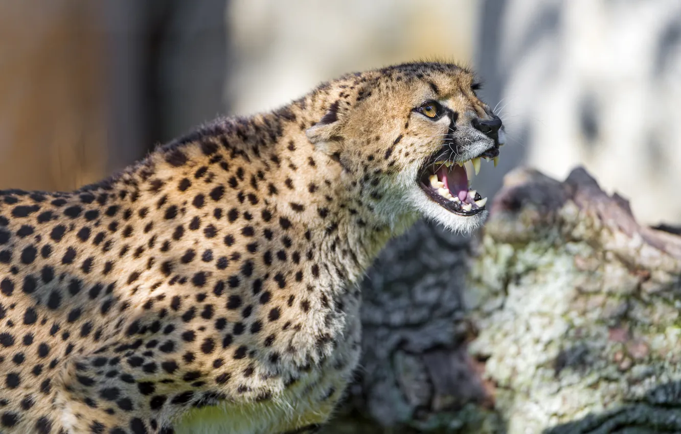 Photo wallpaper cat, mouth, Cheetah, grin, ©Tambako The Jaguar