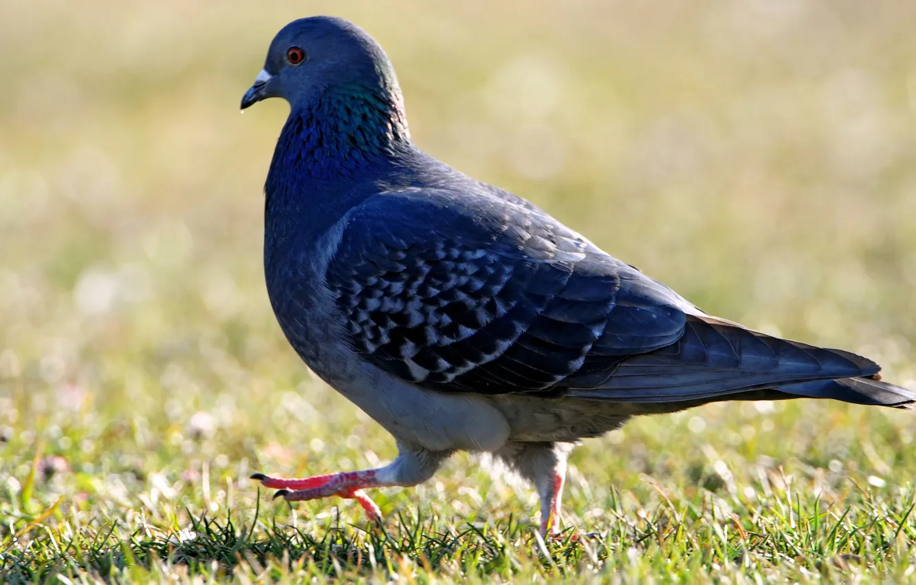 Photo wallpaper bird, feathers, pigeons, GLOW